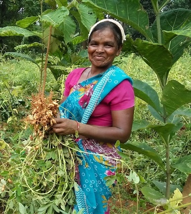 Organic farming practices in India